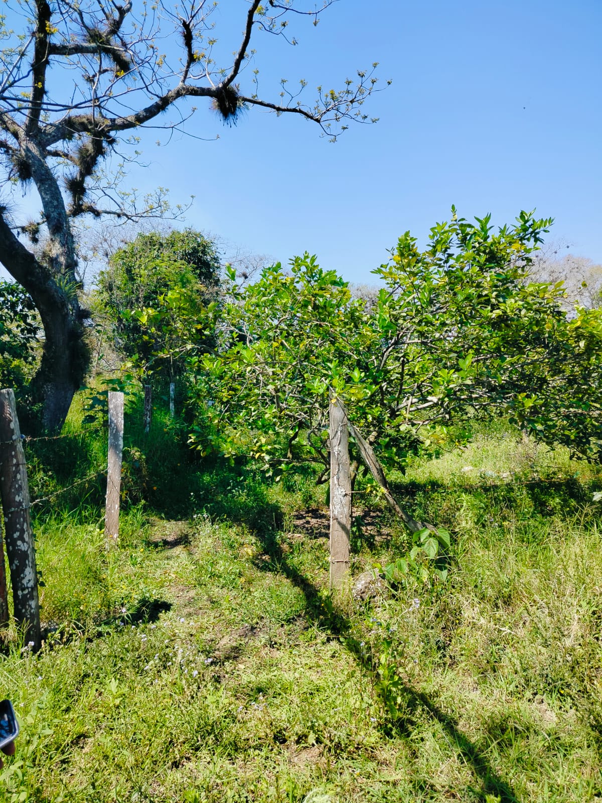 Terreno en Venta, en la comunidad de la Bella Esperanza, Municipio de Coatepec, Ver. — foto 6