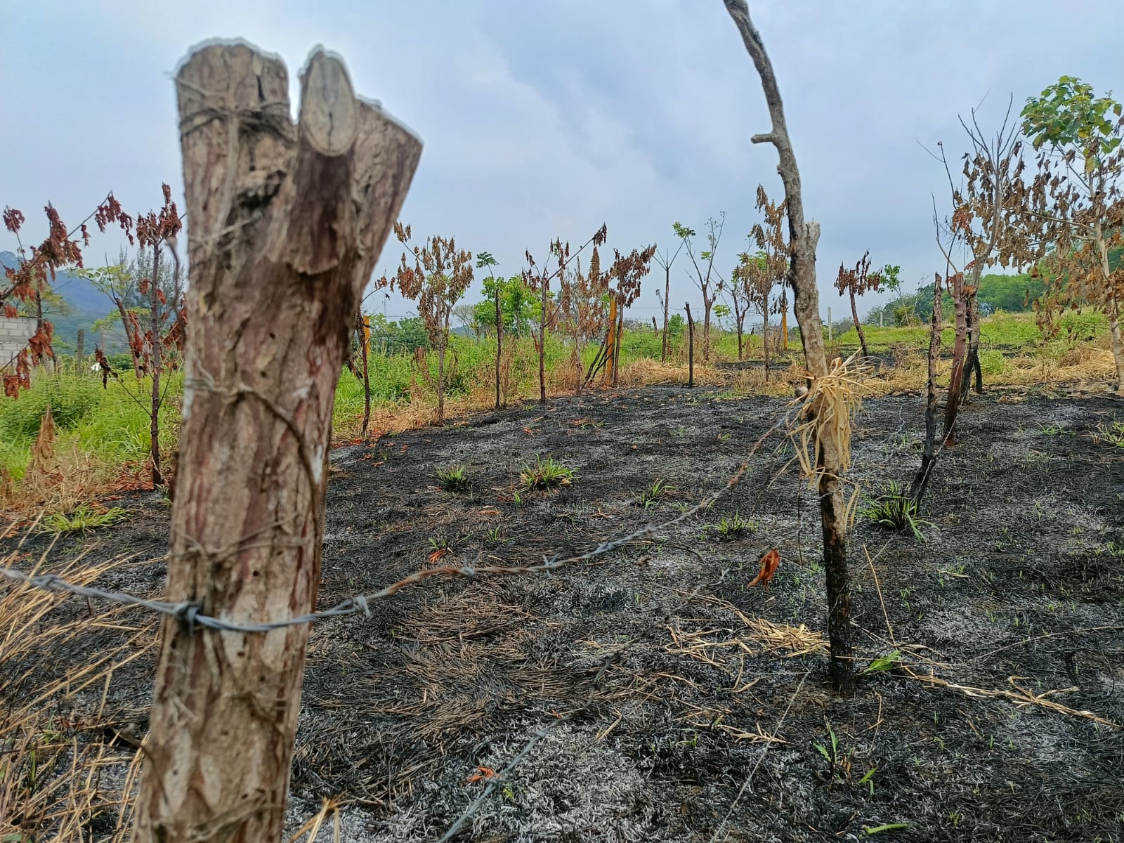 Terreno en venta, en Colonia Cacahuateno, Catemaco, ver. — foto 2