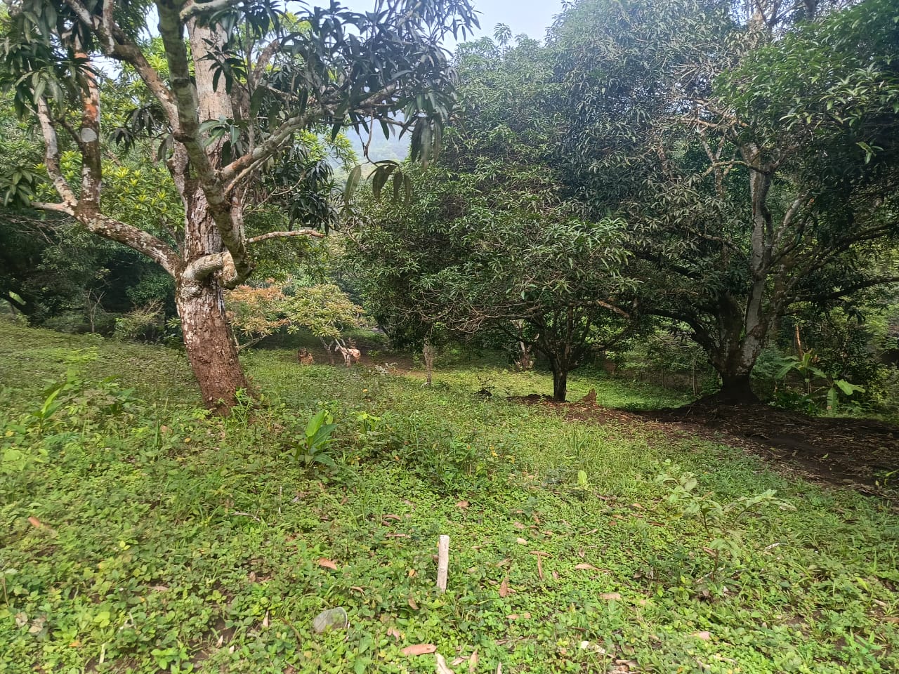 Terrenos en venta en San Andres Tuxtla, Ver. aun costado de la Colonia Benito Juarez — foto 2