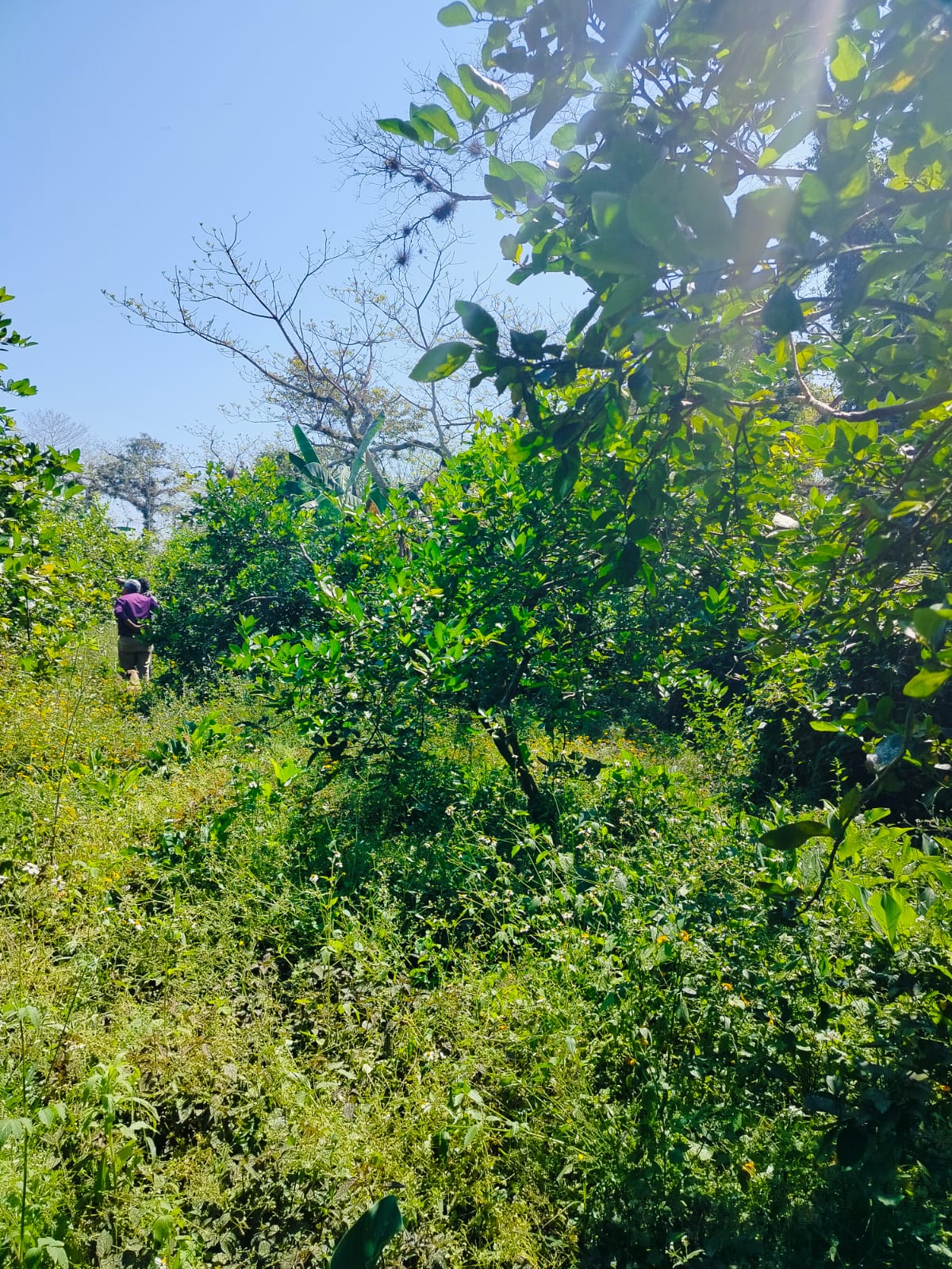 Terreno en Venta, en la comunidad de la Bella Esperanza, Municipio de Coatepec, Ver. — foto 4