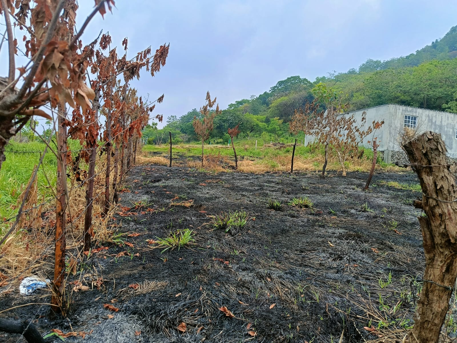 Terreno en venta, en Colonia Cacahuateno, Catemaco, ver. — foto 5