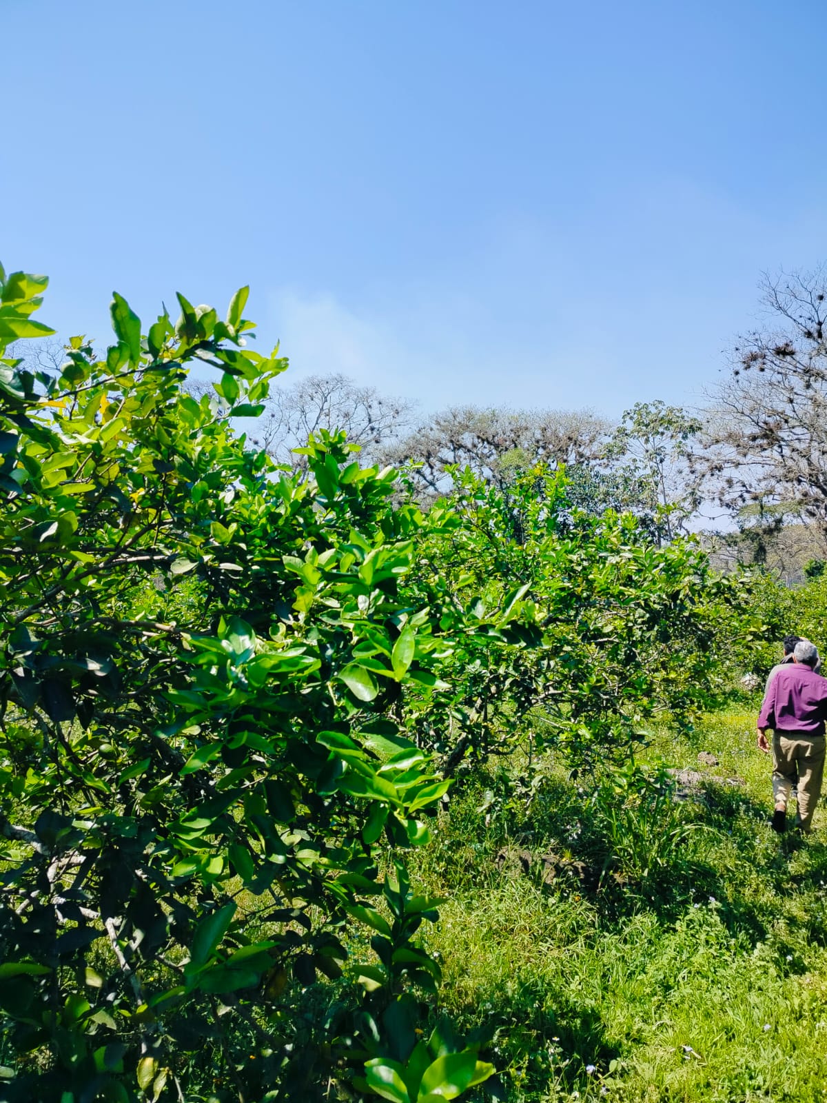 Terreno en Venta, en la comunidad de la Bella Esperanza, Municipio de Coatepec, Ver. — foto 2