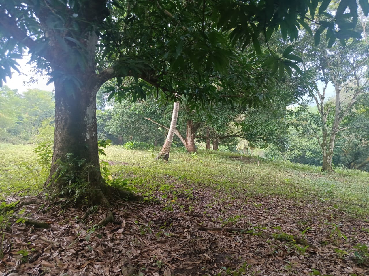 Terrenos en venta en San Andres Tuxtla, Ver. aun costado de la Colonia Benito Juarez — foto 6