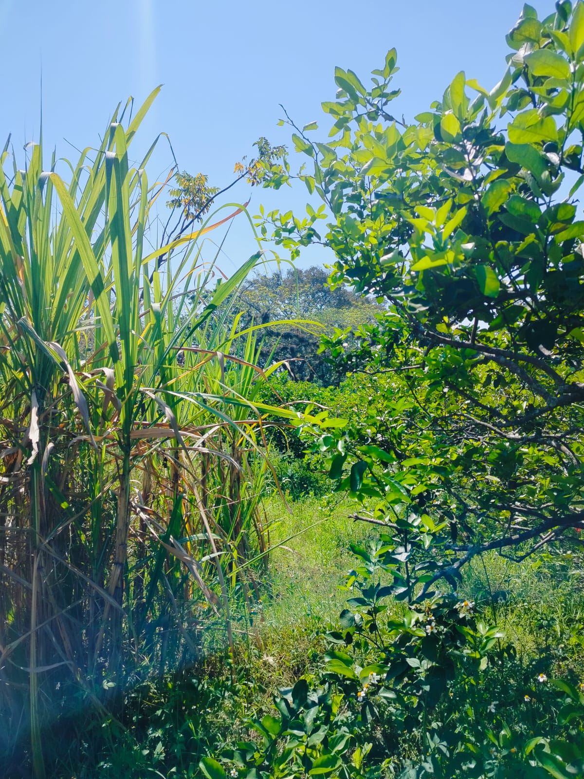 Terreno en Venta, en la comunidad de la Bella Esperanza, Municipio de Coatepec, Ver. — foto 3