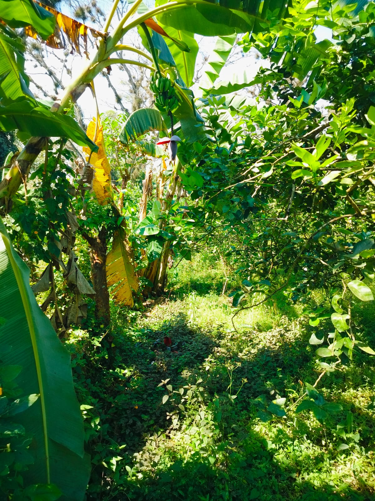 Terreno en Venta, en la comunidad de la Bella Esperanza, Municipio de Coatepec, Ver. — foto 8