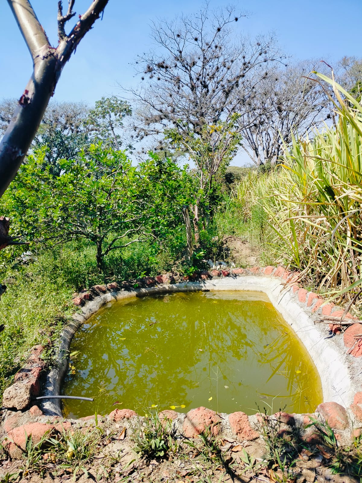 Terreno en Venta, en la comunidad de la Bella Esperanza, Municipio de Coatepec, Ver. — foto 5